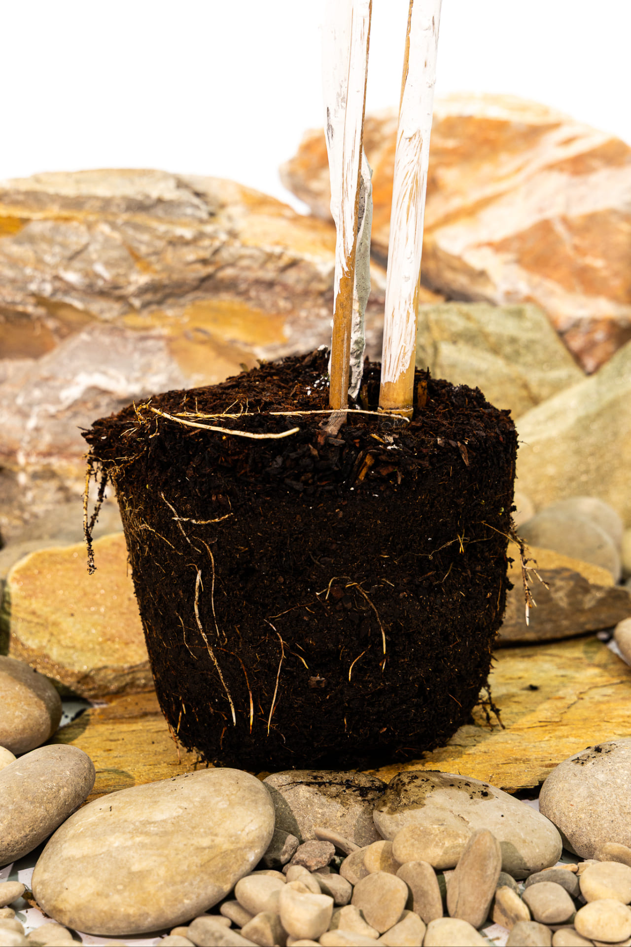 Яблоня Антоновка десертная купить во Владимире