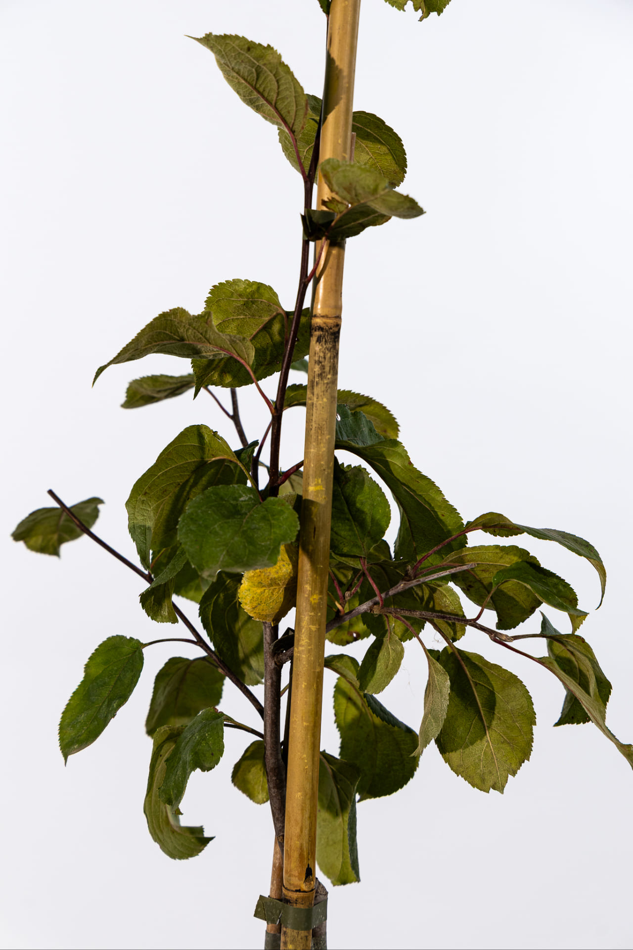 Яблоня Антоновка десертная купить во Владимире