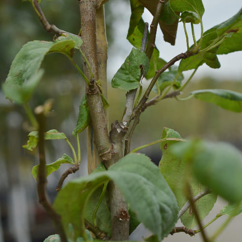 Яблоня Белый Налив купить во Владимире