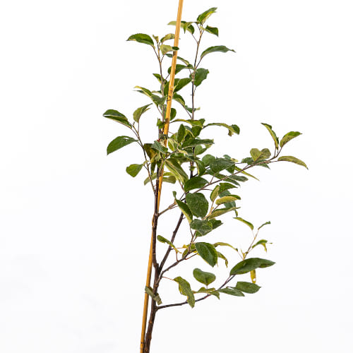 Яблоня Беркутовское купить во Владимире