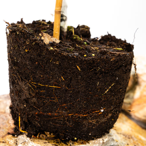 Яблоня Беркутовское купить во Владимире