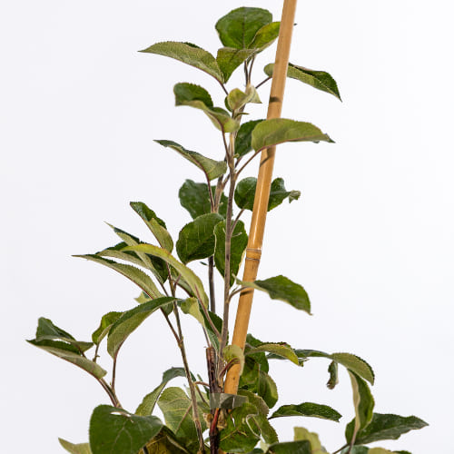 Яблоня Беркутовское купить во Владимире