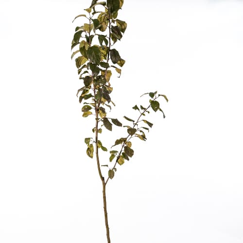 Яблоня Болотовское купить во Владимире