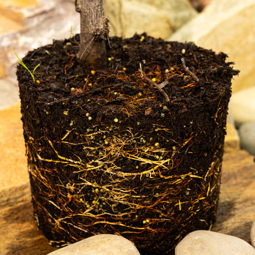 Яблоня Болотовское купить во Владимире