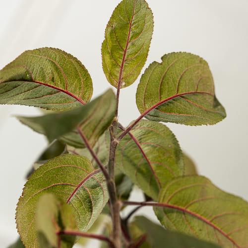 Яблоня Болотовское купить во Владимире