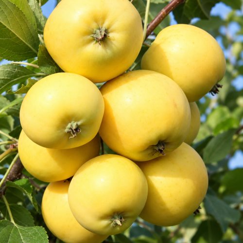 Яблоня Уральское наливное купить в Уфе