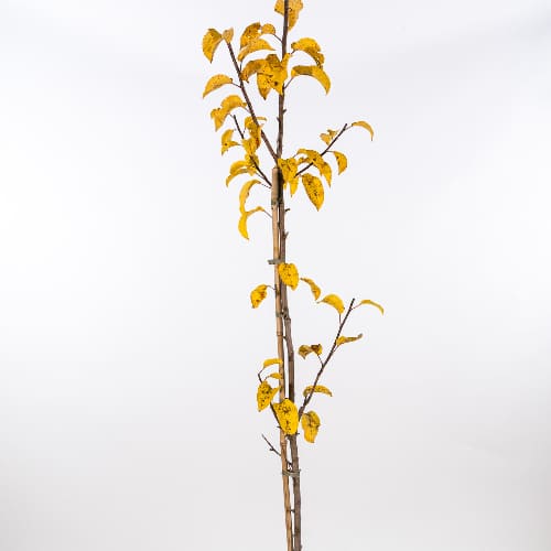 Яблоня Звездочка купить во Владимире