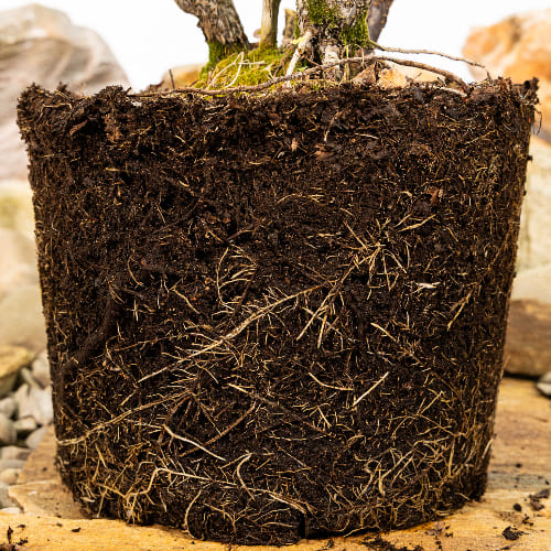 Йошта купить во Владимире