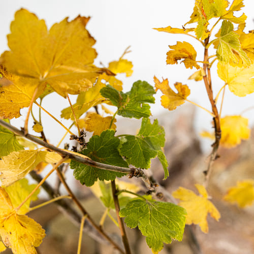 Йошта купить во Владимире