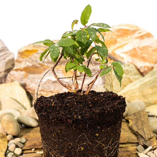 Жимолость Авача купить во Владимире