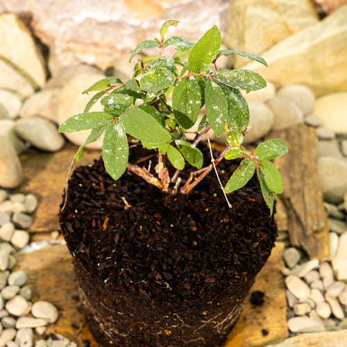 Жимолость Авача купить во Владимире