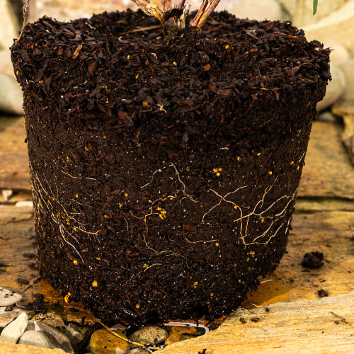 Жимолость Авача купить во Владимире