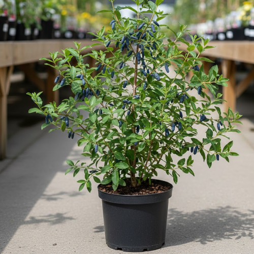 Жимолость Бархат купить во Владимире