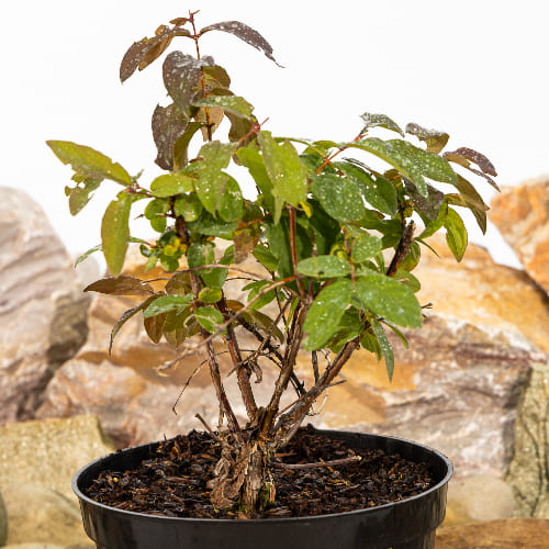 Жимолость Омега купить во Владимире