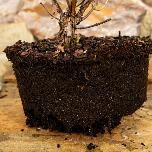 Жимолость Омега купить во Владимире