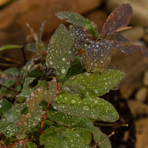 Жимолость Омега купить во Владимире