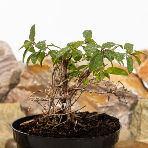 Жимолость Павловская купить в Нижнем Новгороде