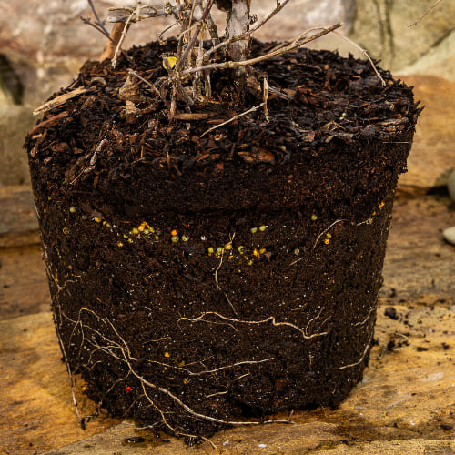 Жимолость Павловская купить в Нижнем Новгороде