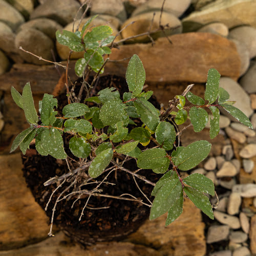 Жимолость Павловская купить в Нижнем Новгороде
