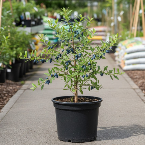 Жимолость Пушкинская купить во Владимире