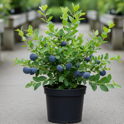 Жимолость Сердце гиганта купить во Владимире