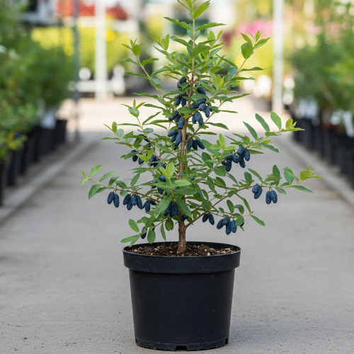 Жимолость Стимул купить во Владимире