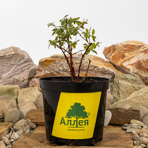 Жимолость Волхова купить в Нижнем Новгороде