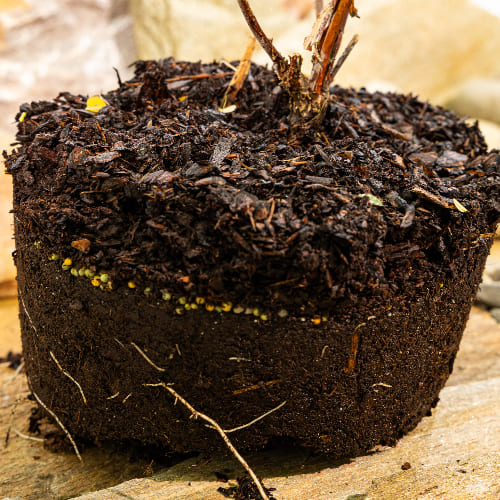 Жимолость Волхова купить в Нижнем Новгороде