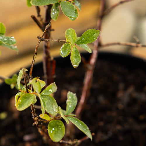 Жимолость Волхова купить в Нижнем Новгороде