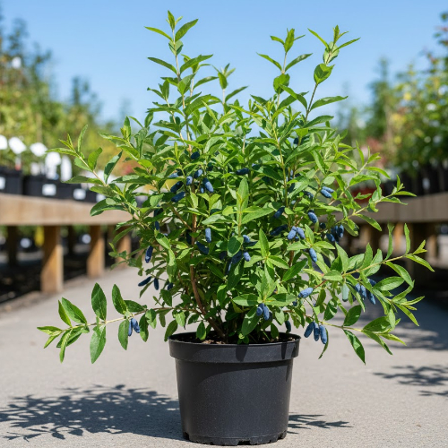 Жимолость Звездочка купить во Владимире