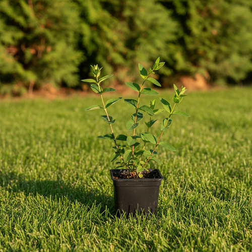 Зверобой в ассортименте купить во Владимире
